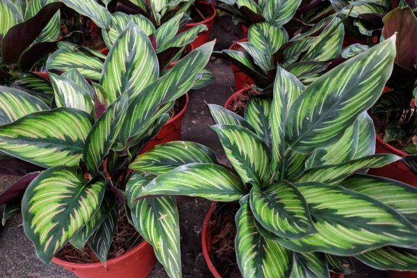 at-home-projects-2019-05-calathea-potted-plants